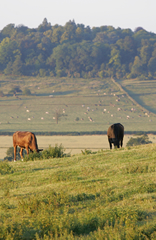 View over the fields